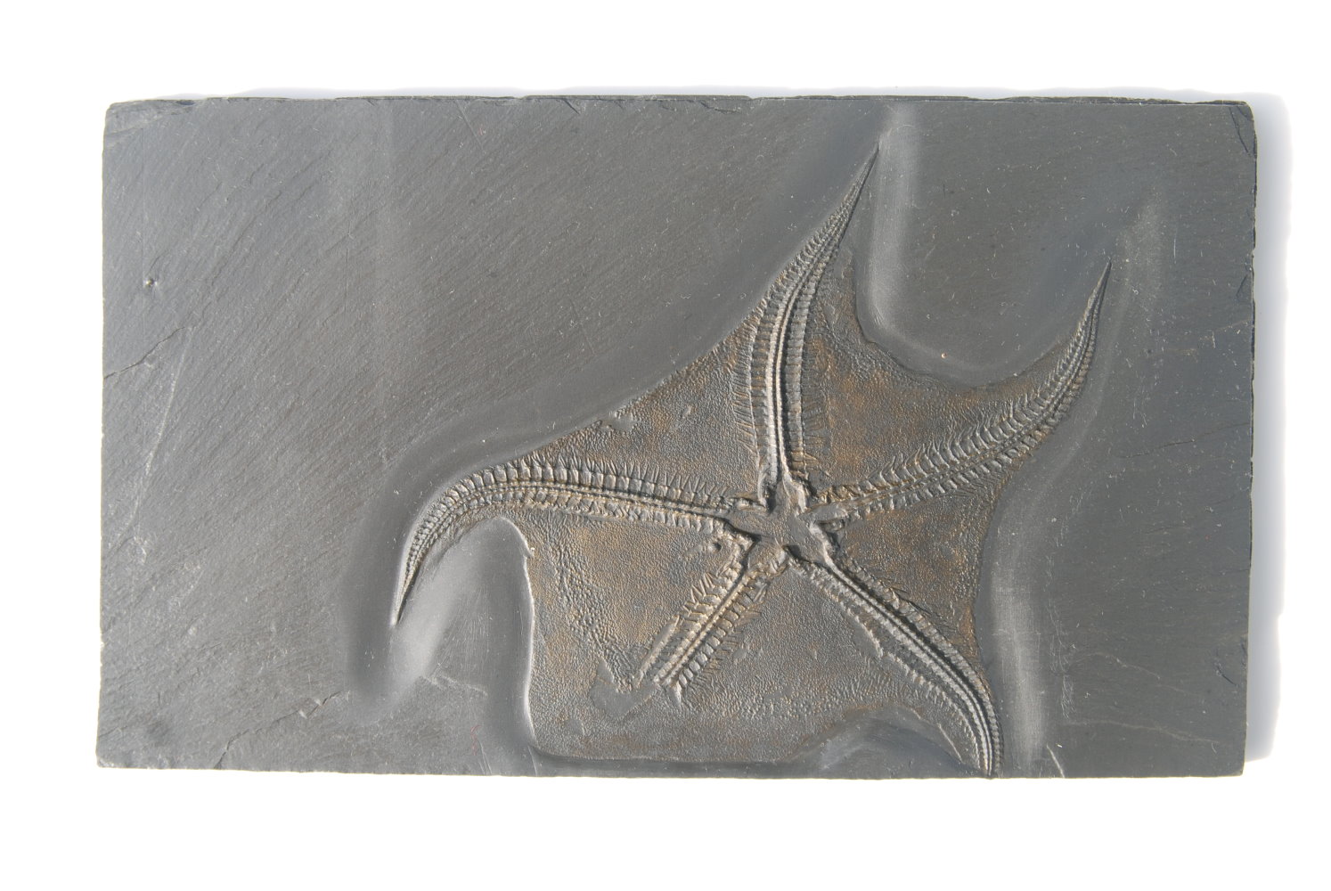 Loriolaster mirablilis;19x11 cm (matrix); 13 cm (fossil); Bundenbach
