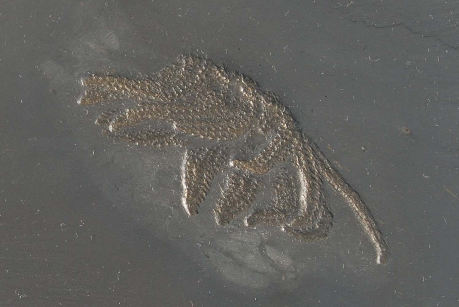 Medusaster rhenanus; 19.5x16.5 cm (matrix); 6.5 cm (fossil); Bundenbach _zoom