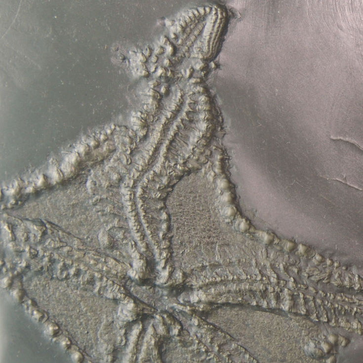 Euzonosoma tischbeinianum_22x12 cm_zoom