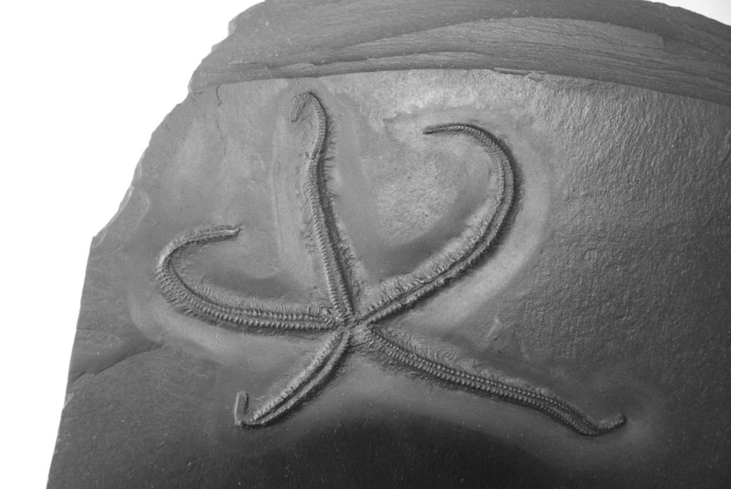 Urasterella asperula_Bundenbach_zoom