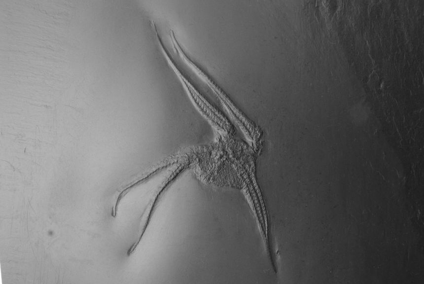 Taeniaster beneckei_Bundenbach_zoom