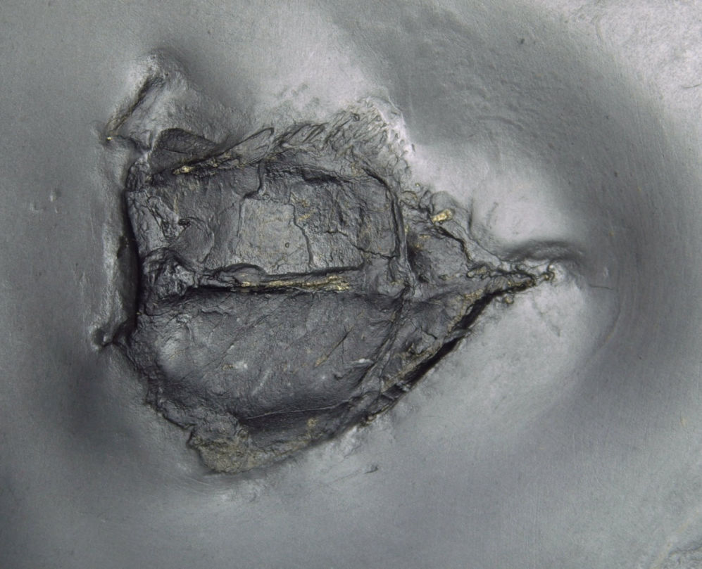 Nahecaris stürtzi_Bundenbach_zoom