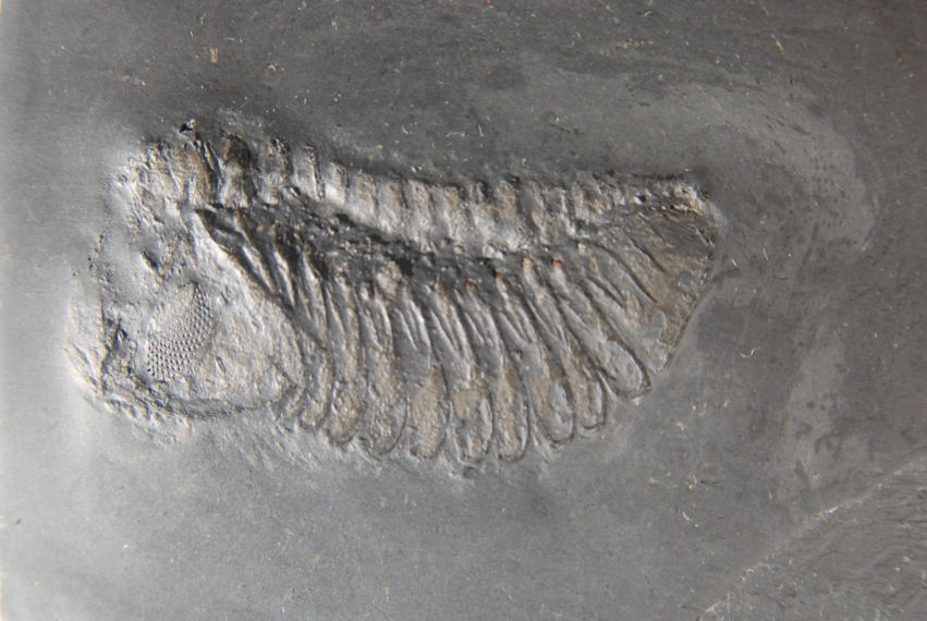 Chotecops ferdinandi_Bundenbach_zoom