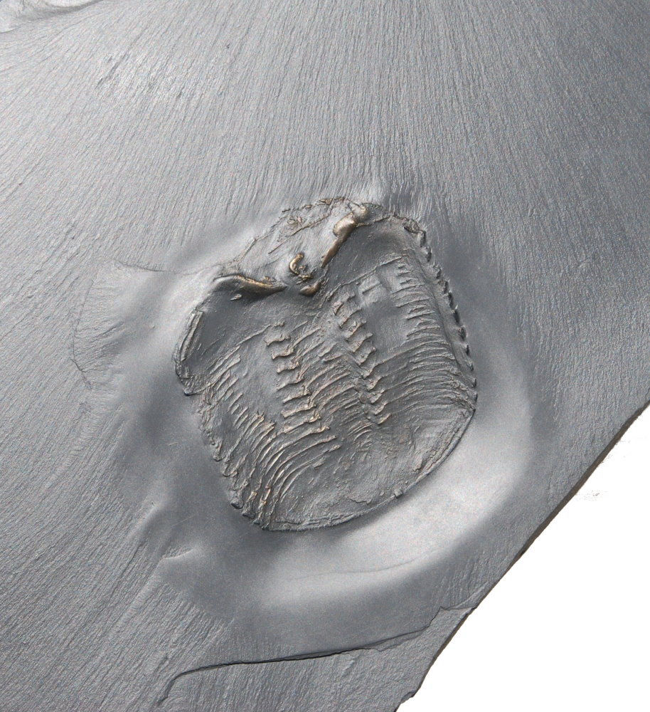 Chotecops ferdinandi_Bundenbach_zoom