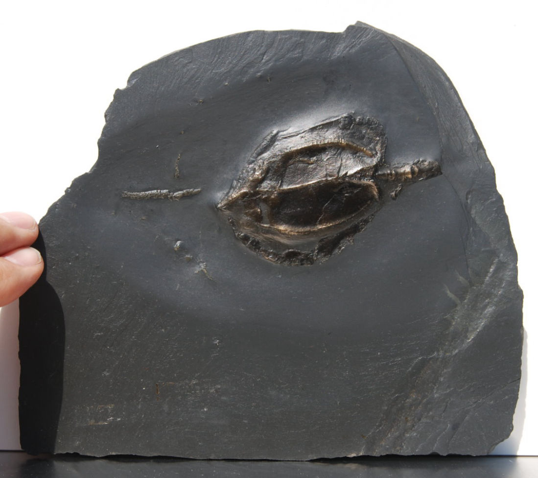 Nahecaris stürtzi_Bundenbach