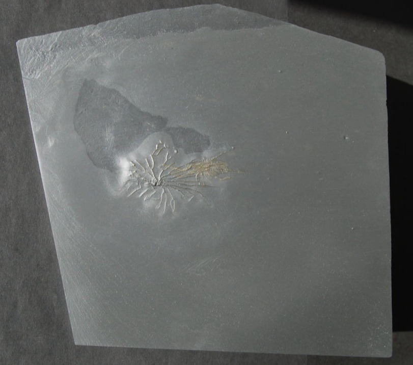 Mimetaster hexagonalis_Bundenbach_zoom