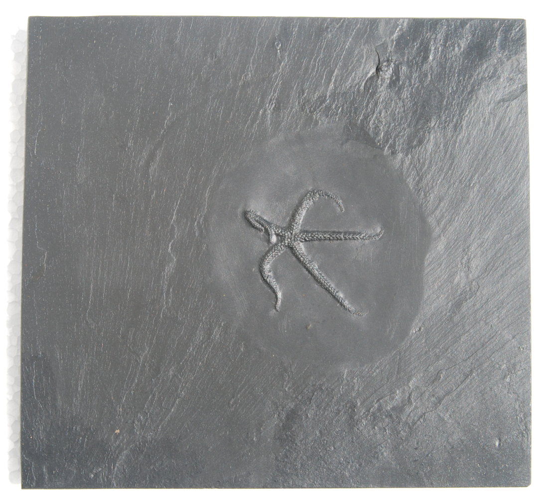 Urasterella asperula (XL); 17.5x16.5 cm (matrix); 5.5 cm (fossil); Bundenbach