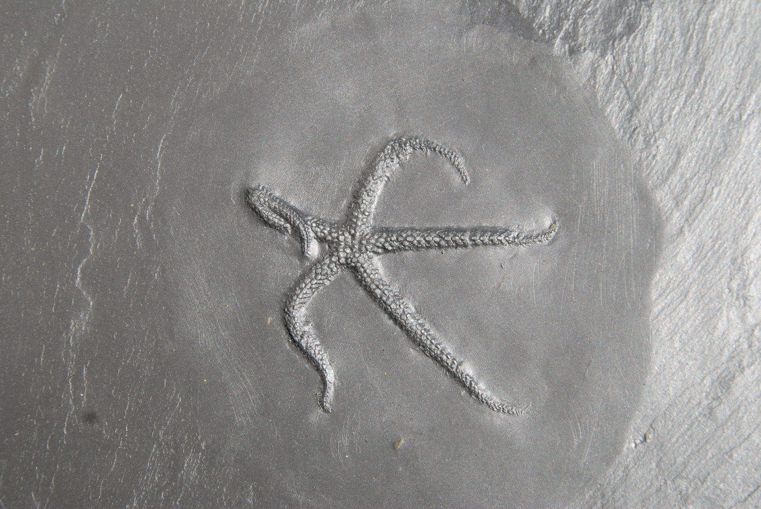 Urasterella asperula (XL); 17.5x16.5 cm (matrix); 5.5 cm (fossil); Bundenbach_zoom