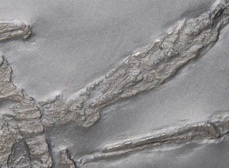 Palaeoisopus problematicus_Bundenbach_3