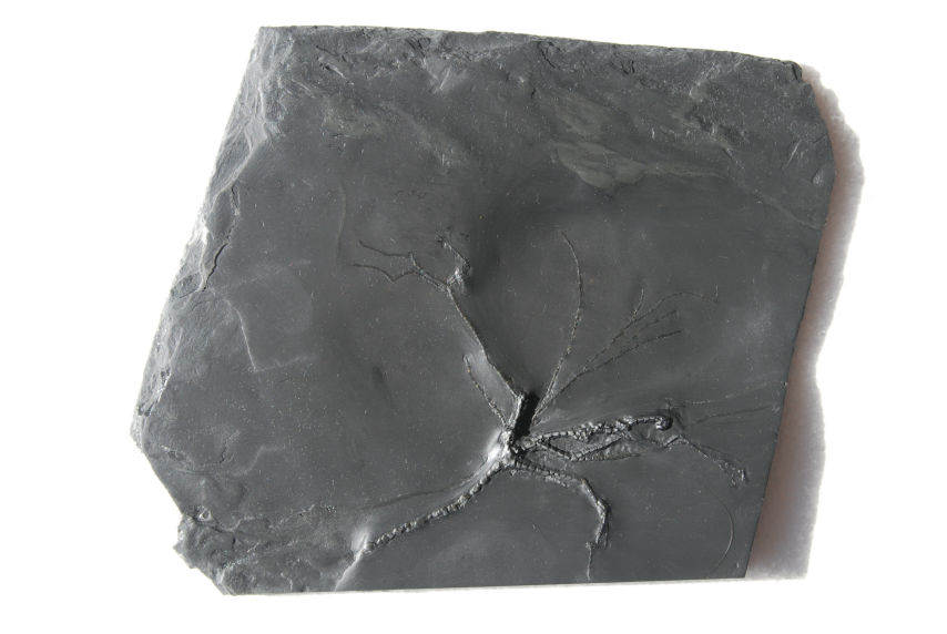 Follicrinus grabei_Bundenbach