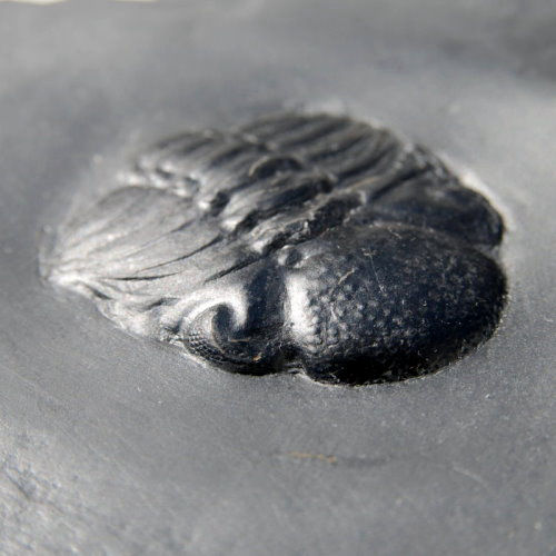 Bundenbach_Arthropoda_Chotecops ferdinandi