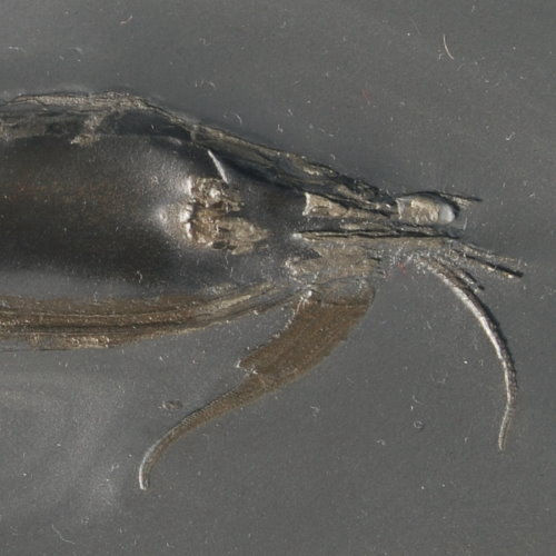 Bundenbach_Arthropoda_Nahecaris stuertzi