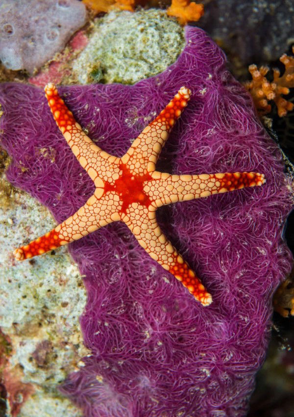 Bundenbach_Asteridea_Seestern_Fromia_monilis