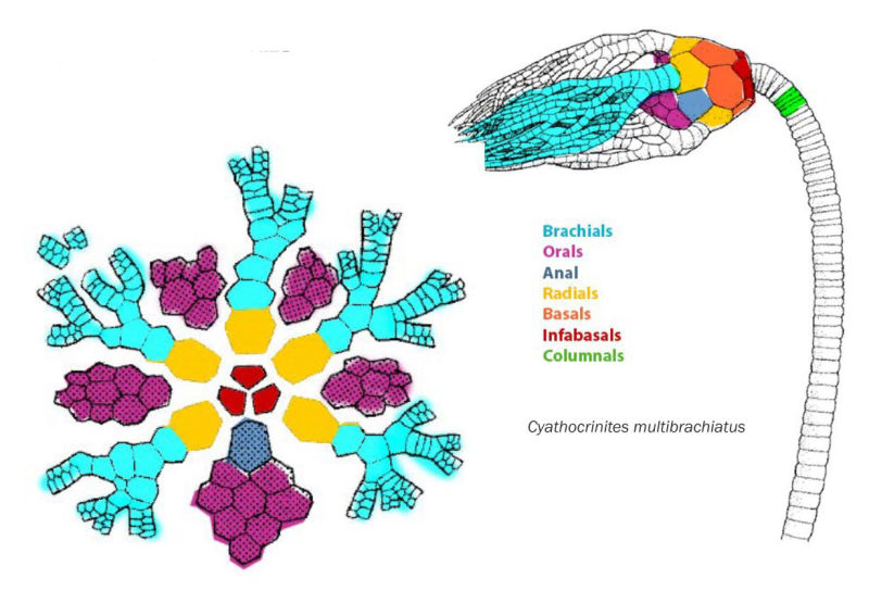 Bundenbach_Crinoi_skeletal_parts