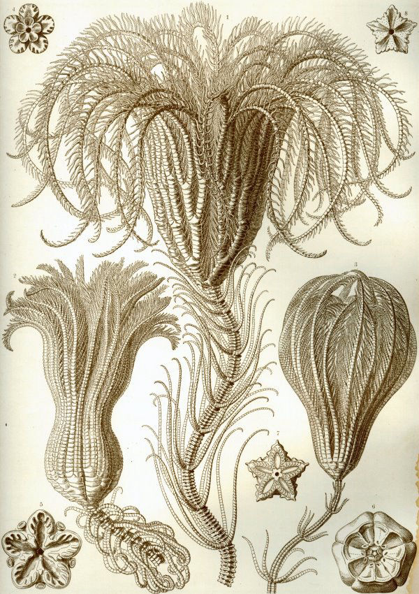 Bundenbach_Crinoidea_Haeckel
