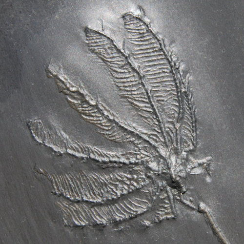 Bundenbach_Crinoids_Hapalocrinus frechi