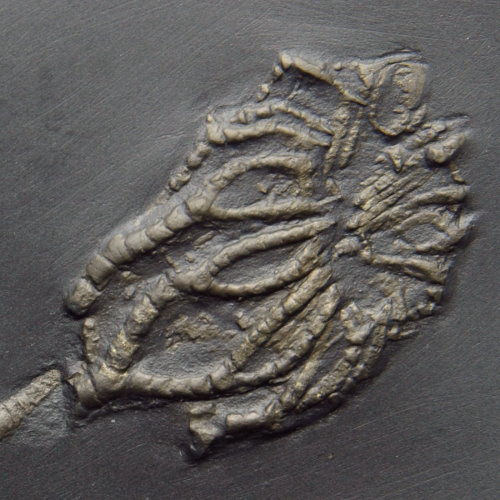 Bundenbach_Crinoids_Taxocrinus stuertzii