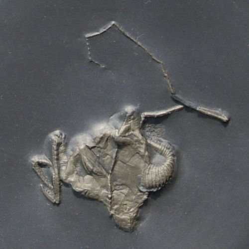 Bundenbach_Cystoids_Regulaecystis pleurocystoides