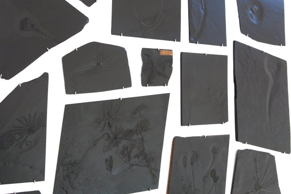 Bundenbach_Fossil_Purchase