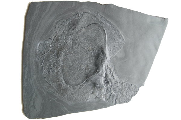 Bundenbach_Fossil_Expertise