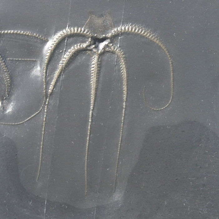 Bundenbach_Starfish_Furcaster decheni