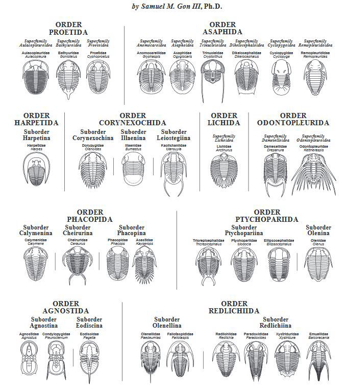 Bundenbach_Trilobites_Orders_GONIII