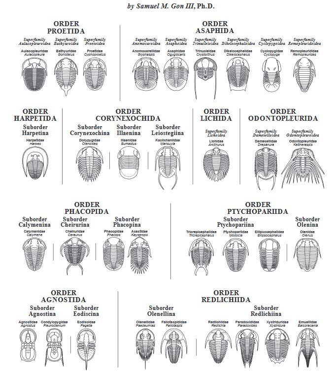 Bundenbach_Trilobites_Orders_GONIII