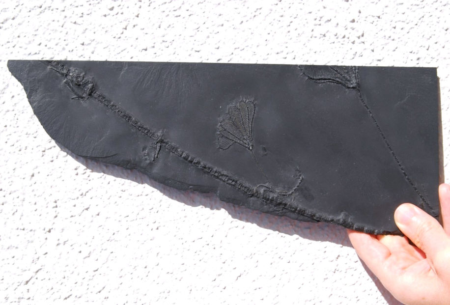 Thallocrinus procerus_Bundenbach