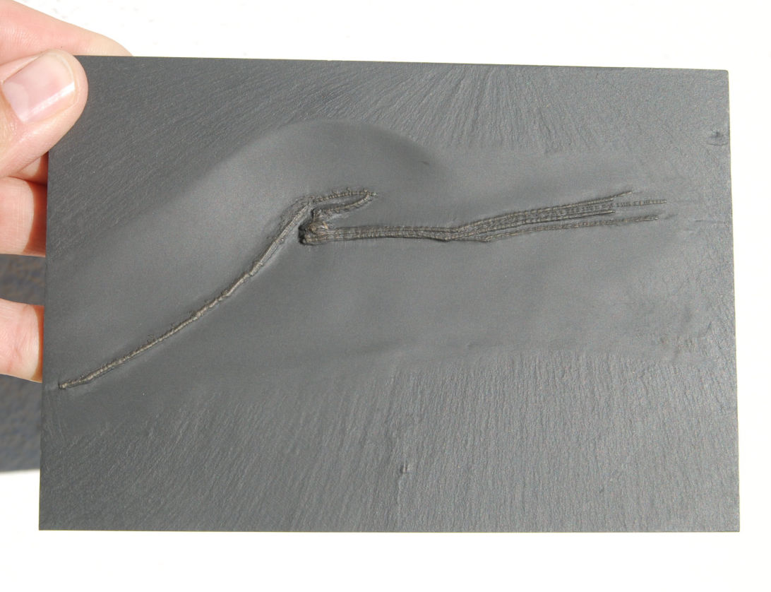 Triacrinus elongatus_Bundenbach