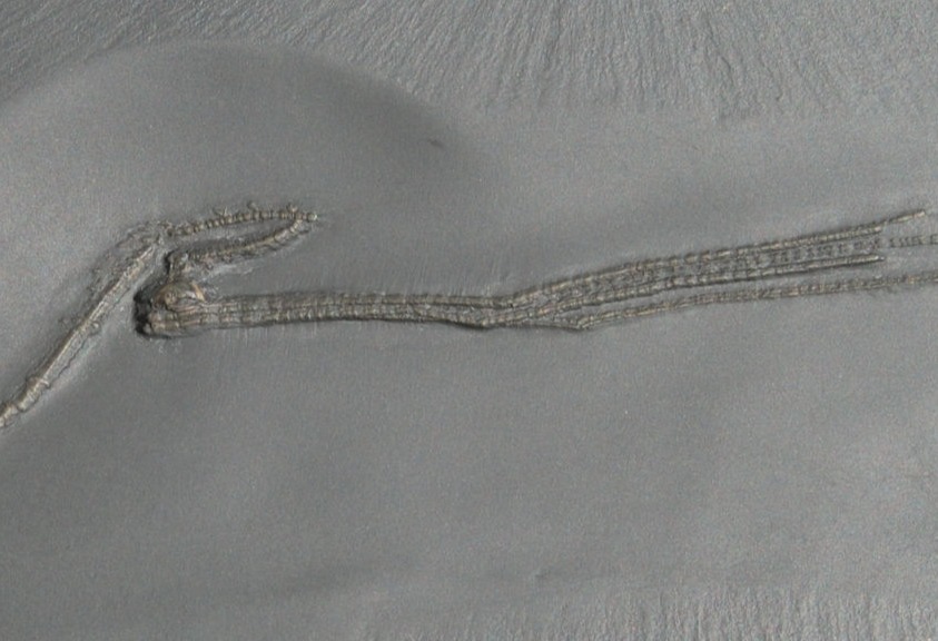 Triacrinus elongatus_Bundenbach_zoom