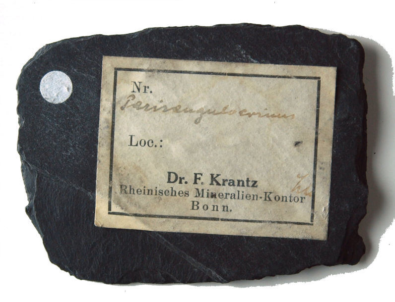 Parisangulocrinus furcaxialis_Bundenbach