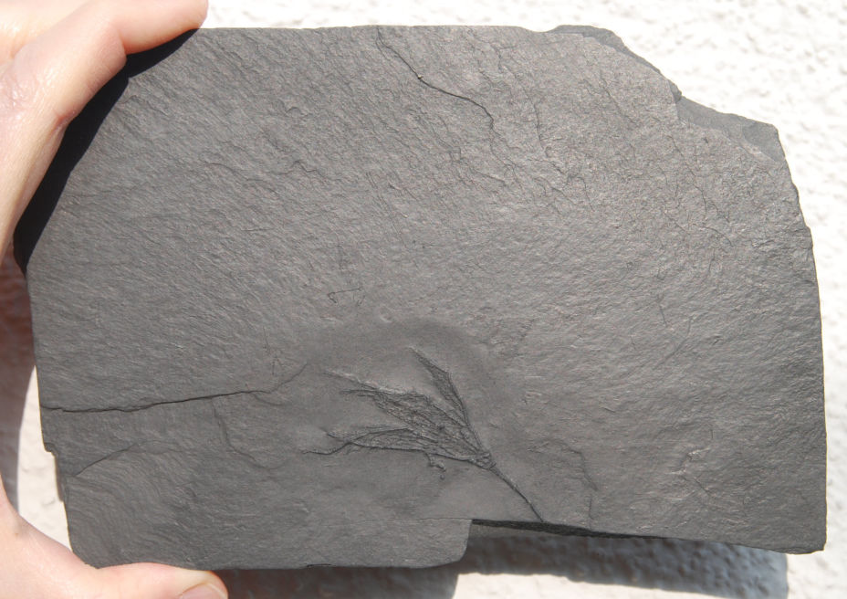 Rhenocrinus ramosus_Bundenbach