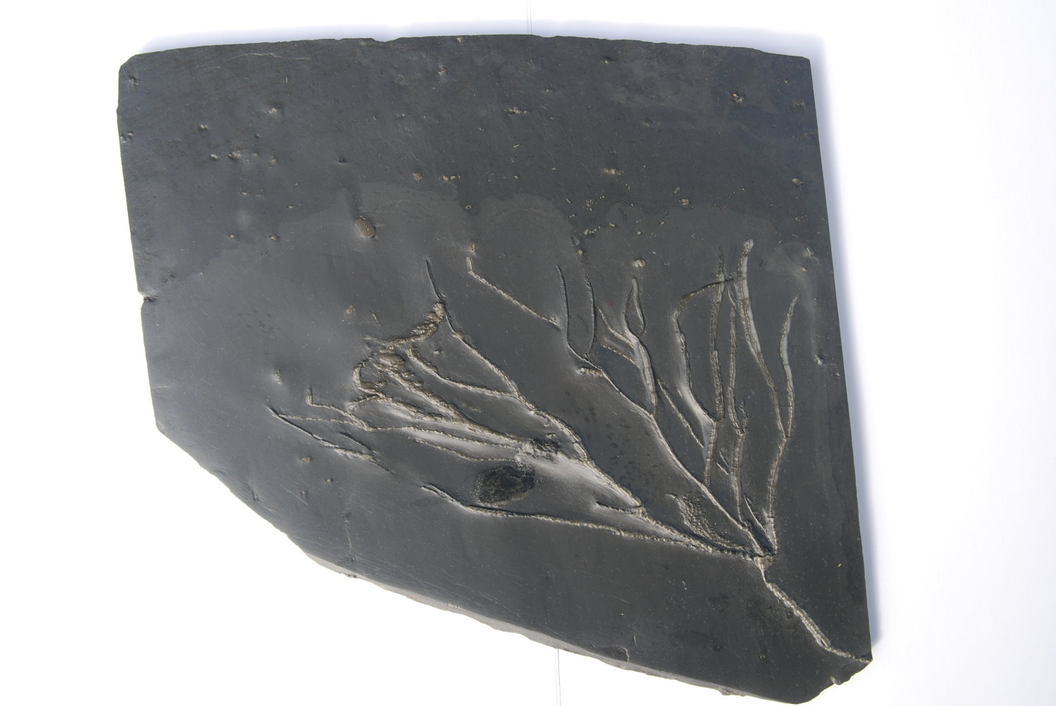 Follicrinus grabei_Bundenbach