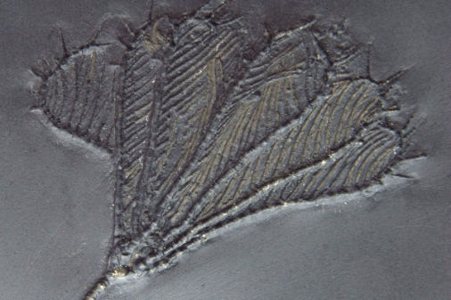 Bundenbach_Fossil_Crinoidea