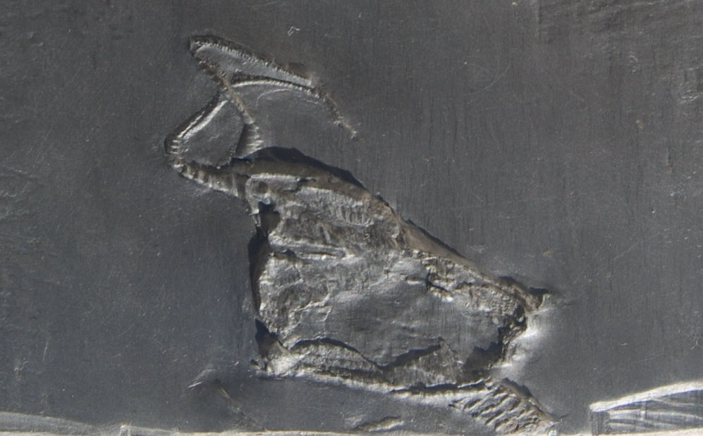 Regulaecystis pleurocystoides_Bundenbach_zoom