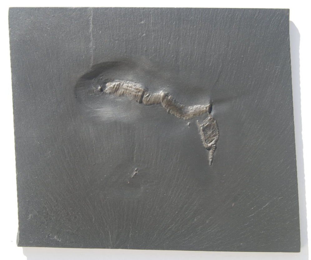 Rhenocsystis latipedunculata_Bundenbach