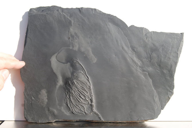 Taxocrinus stuertzii_Bundenbach