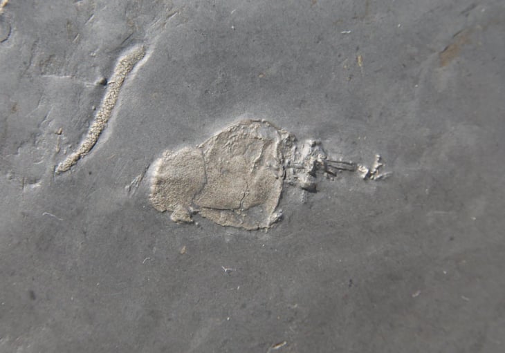 Anatifopsis styloidea_Bundenbach_zoom