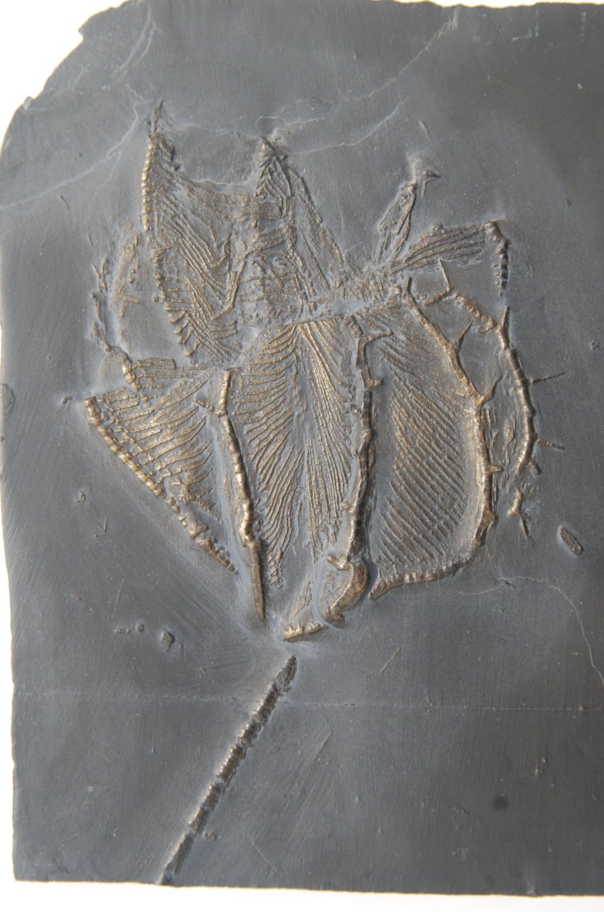 Imitatocrinus gracilor_Bundenbach_zoom