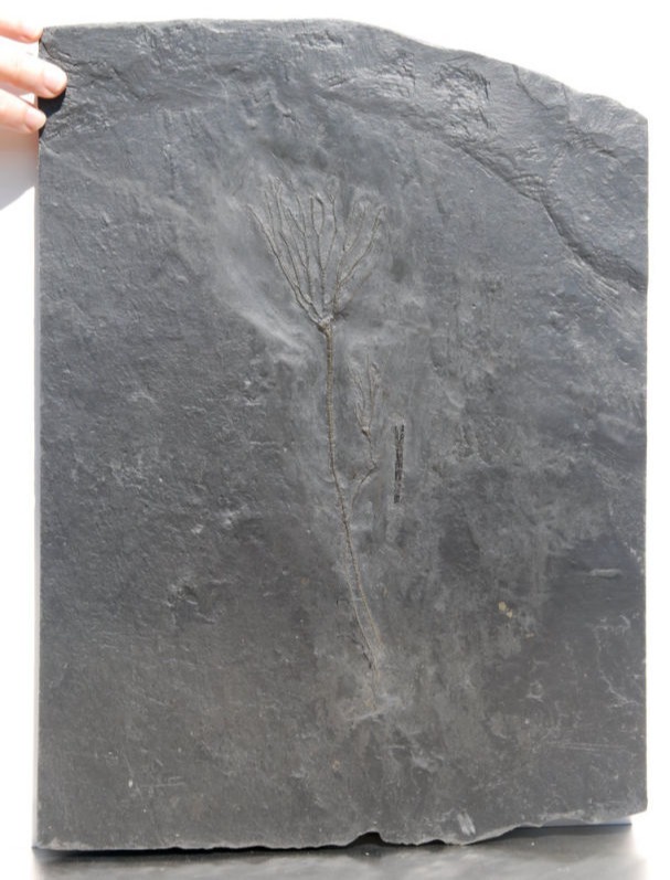 Bactrocrinites jaekeli_Bundenbach