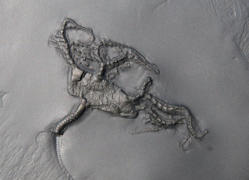 Codiacrinus schultzei; Bundenbach_zoom