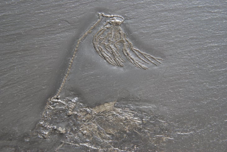 Bactrocrinites jaekeli_Bundenbach_Detail