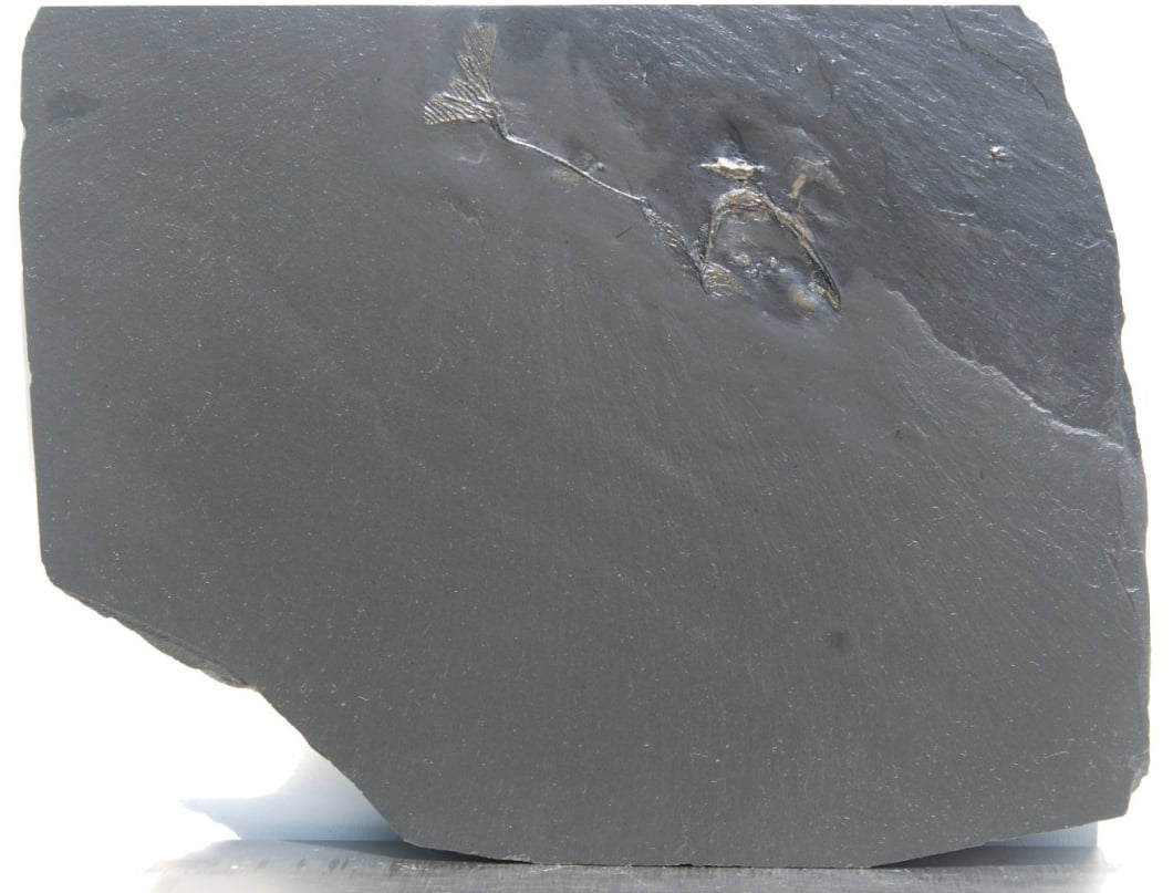 Hapalocrinus elegans_Bundenbach