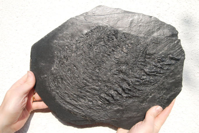 Drepanaspis gemuendensis_Bundenbach