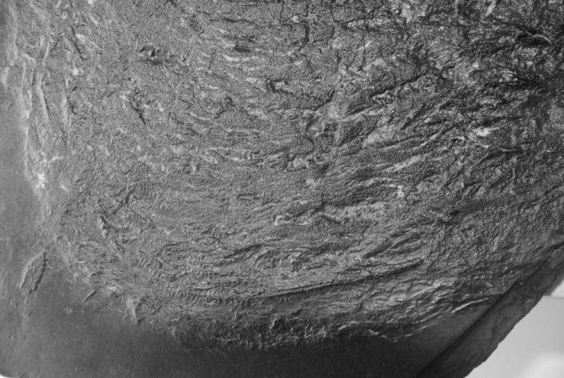 Drepanaspis gemuendensis_Bundenbach_zoom