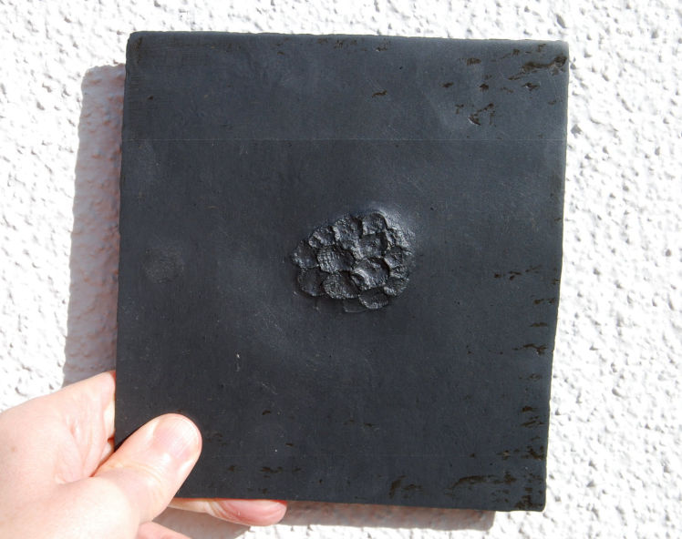 Pleurodictyum_Bundenbach