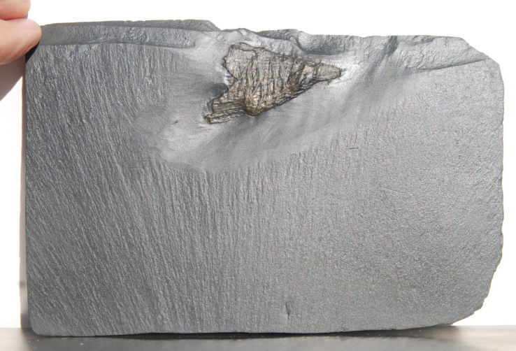 Zaphrentis primaera_Bundenbach