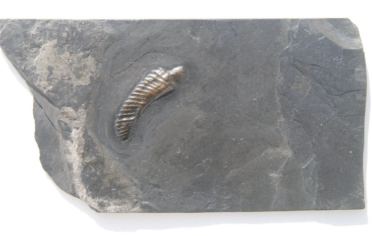 Ivoites schinderwolfi_Bundenbach