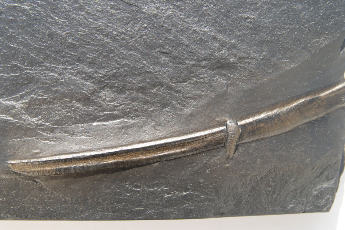 Machaerocanthus_Bundenbach_zoom