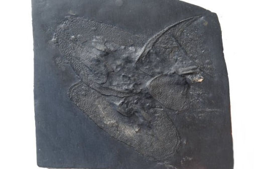 Bundenbach_Fossilien_Diversa